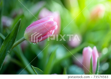 Beautiful bouquet of tulips. colorful tulips. nature background 73574563