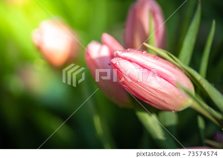 Beautiful bouquet of tulips. colorful tulips. nature background 73574574