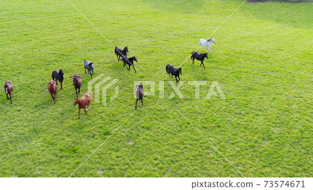 Ranch horse herd aerial view 73574671