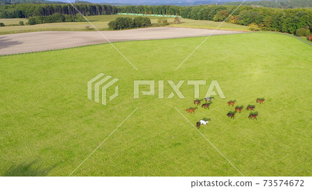 Ranch horse herd aerial view Ranch horse herd aerial view 73574672