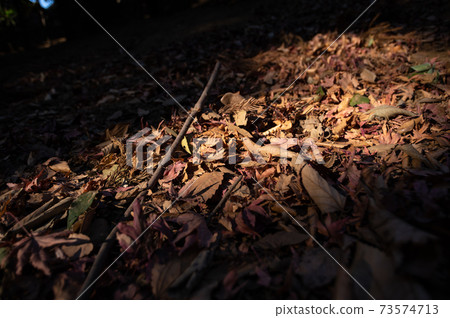 Fallen leaves piled up in the mountains bathed in sunlight through the trees g-1 Fallen leaves piled up in the mountains bathed in sunlight through the trees g-1 73574713
