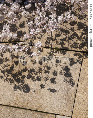 櫻花的影子落在石牆上 櫻花的影子落在石牆上 73574844