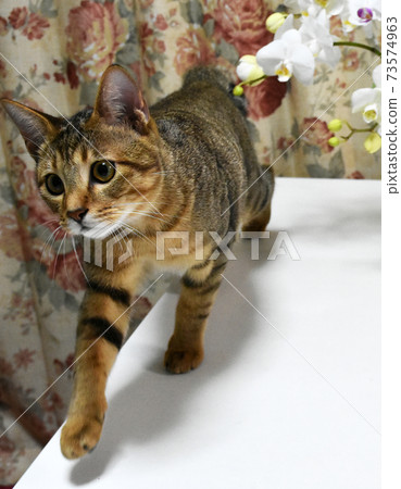 Kijitora小貓6個月大巡視客廳 73574963