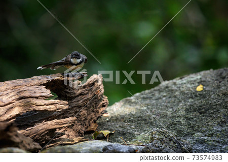 Malaysian pied fantail (Rhipidura javanica) 73574983