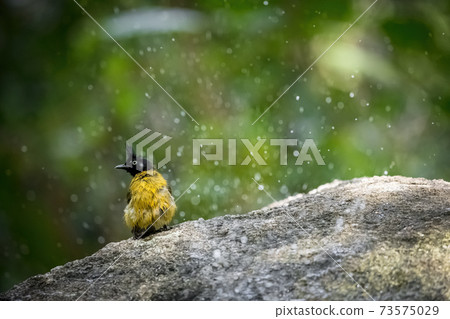 Black-crested bulbul (Pycnonotus flaviventris) 73575029