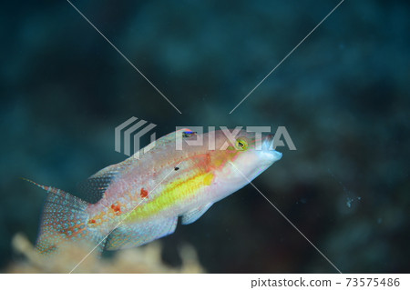 塔可貝拉 73575486