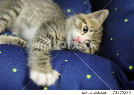 小貓在墊子上放鬆 73575820