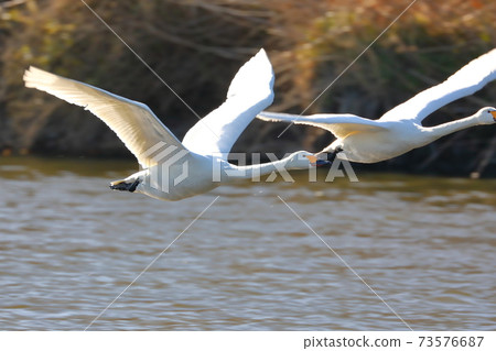 Swan landing site in Kawajima-cho, Hiki-gun, Saitama Prefecture 73576687
