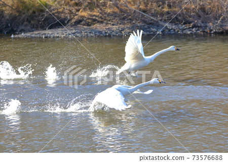 Swan habitat in Kawajima-machi, Hiki-gun, Saitama Prefecture. Swan take off from their running start. Swan habitat in Kawajima-machi, Hiki-gun, Saitama Prefecture. Swan take off from their running start. 73576688