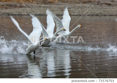 Three swans take off at the swan habitat in Kawajima-machi, Hiki-gun, Saitama Prefecture 73576703