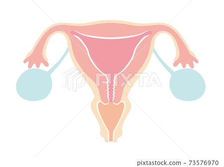 Womb illustration Womb illustration 73576970