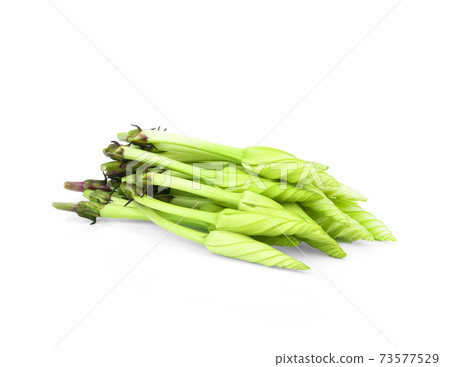 Ipomoea alba(Moonflower) on white background 73577529