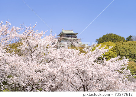 Komaki and Komaki castle and cherry blossom view 73577612