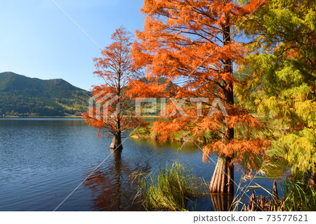 Autumn leaves of Bald cypress in Imutaike, Kagoshima Prefecture Autumn leaves of Bald cypress in Imutaike, Kagoshima Prefecture 73577621