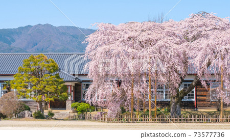 chi口原學校（春季）：長野縣飯田市 73577736