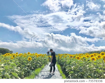 向日葵 向日葵 73578336