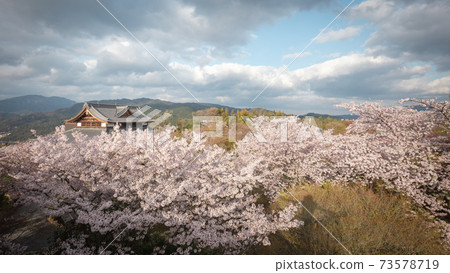 Kyoto Prefecture Shogunzuka Seiryuden Sakura 73578719