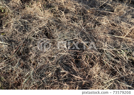 Hay hay texture 73579208