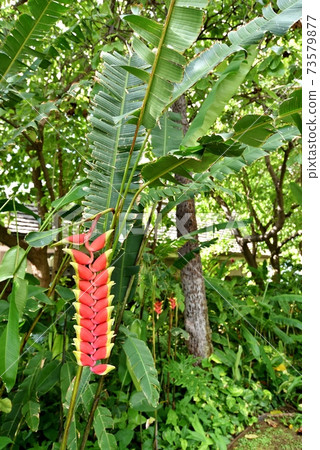 夏威夷的假期 73579877