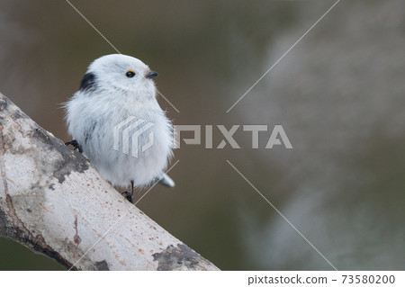 Shimaneenaga sticks to the tree branch 73580200