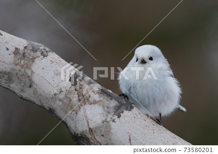 Shimaneenaga sticks to the tree branch 73580201