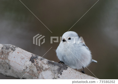 Shimaneenaga sticks to the tree branch 73580202