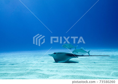大光線和凱瓦里在海洋中游泳 大光線和凱瓦里在海洋中游泳 73580260