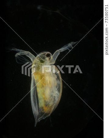 水蚤（黑色背景） 73580751