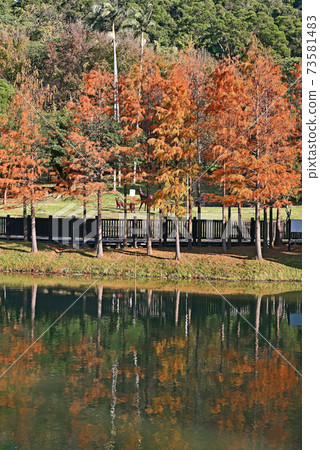 Bald Cypress tree 73581483