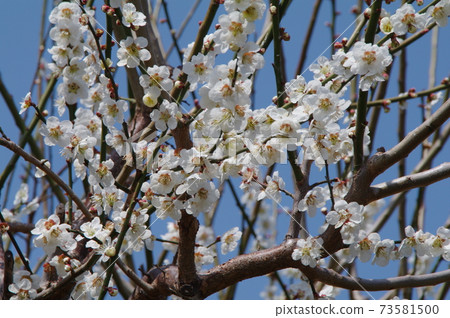 Plums with pure white flowers on branches stretched out in fine weather Plums with pure white flowers on branches stretched out in fine weather 73581500