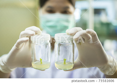 plant tissue culture bottle on hand hold 73581606