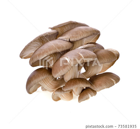 Oyster mushrooms on a white background 73581935