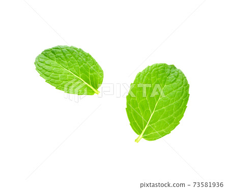Fresh mint isolated on white background. Top view 73581936