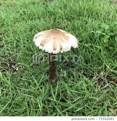 野生蘑菇在公園的草地上生長 73582081