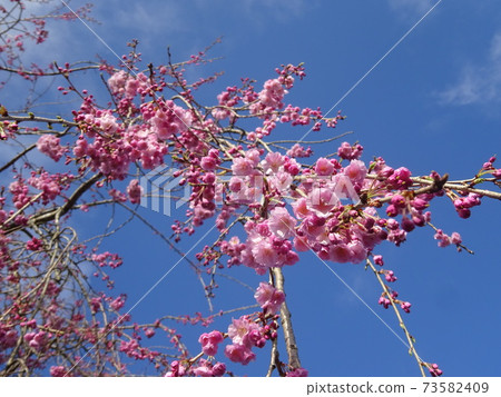 Blue sky and crimson weeping cherry tree 73582409