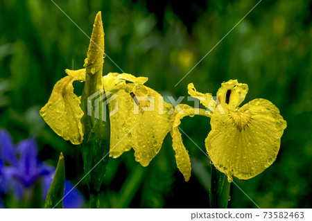 雨中的rain 73582463