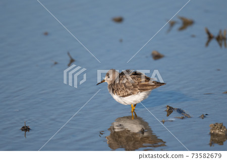 冬季在羽田休息的Ojiro Tounen 02 73582679