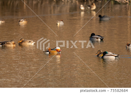 Mandarin duck male 01 who came to Tameike in winter Mandarin duck male 01 who came to Tameike in winter 73582684