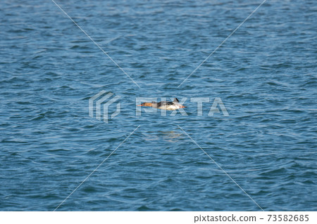 Red-breasted mermaid flying over the surface of the sea in winter Red-breasted mermaid flying over the surface of the sea in winter 73582685