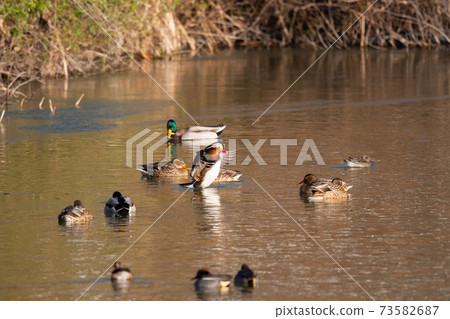 Mandarin duck male resting in a pond in winter 02 Mandarin duck male resting in a pond in winter 02 73582687