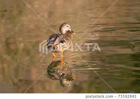 Mallard female standing in a pond in winter Mallard female standing in a pond in winter 73582691
