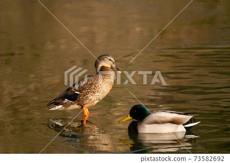 Mallards in the pond in winter Mallards in the pond in winter 73582692