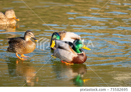Mallards resting in a frozen pond in winter ♪ Mallards resting in a frozen pond in winter ♪ 73582695