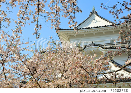 Odawara Castle castle tower and cherry blossoms in full bloom Odawara City, Kanagawa Prefecture 73582788