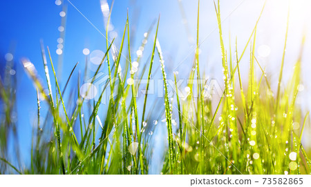 Close-up fresh green grass background in sunny summer day Close-up fresh green grass background in sunny summer day 73582865
