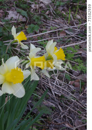 "I want you to love me again" "Go back to me" Hanakotoba, yellow daffodils 73582939