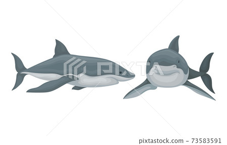 Shark as Elasmobranch Fish with Pectoral Fins and Cartilaginous Skeleton Vector Set 73583591