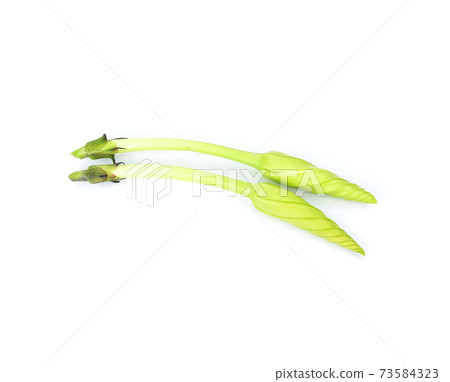 Ipomoea alba(Moonflower) on white background Ipomoea alba(Moonflower) on white background 73584323