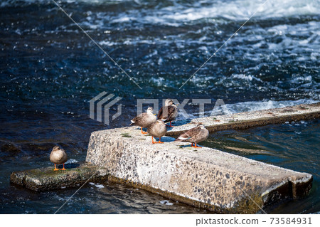 Wild bird paradise Shiraishi dam on the clear stream Kikuchi River 73584931
