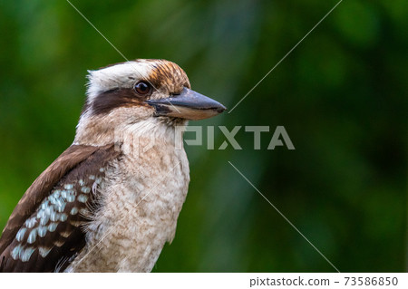 Close up of a Laughing Kookaburra on dark green background 73586850